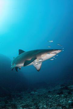 sand tiger shark (grey nurse shark) and school of little fish