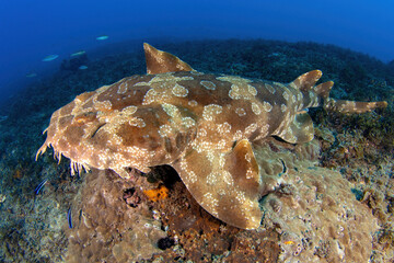 wobbegong shark at the reef