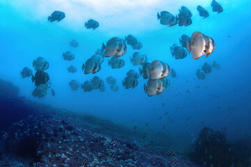 a school of roundface batfish