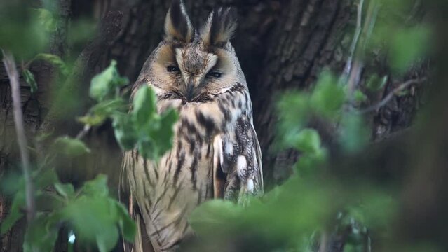 Close up of long-eared owl (Asio otus) sitting and falling asleep on dense branch deep in crown. Wildlife tranquil head portrait footage of bird in natural habitat background