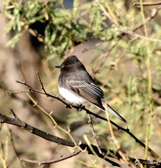Black Phoebe at Salt River