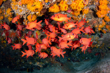 A school of bigscale soldierfish in the underwater cavern