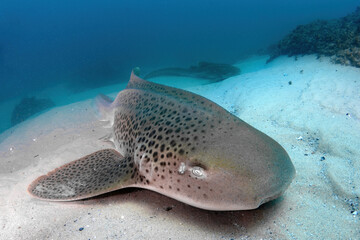 Zebra sharks resting in sand