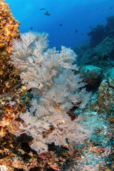 Fototapeta na wymiar soft coral at the deep reef