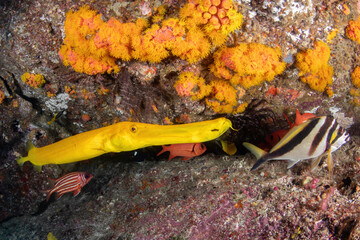 yellow trumpetfish at the reef covered in colourful soft corals