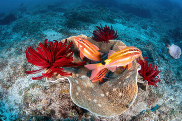 A couple of blacksadlle goatfish resting at the coral