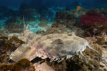 Wobbegong shark at the ocean floor