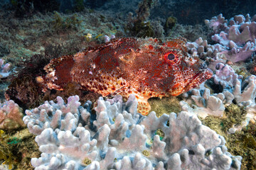 Naklejka na ściany i meble Eastern red scorpionfish resting at the coral