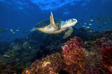 green turtle swimming at the reef