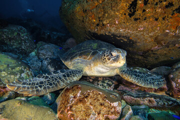 Obraz premium green turtle resting at the sea floor