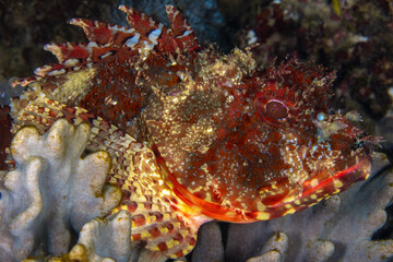 Eastern red scorpionfish resting at the coral