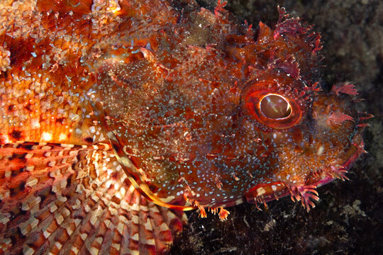 closeup photograph of teh head and eye of eastern red scorpionfish