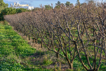 Fototapeta na wymiar garden with mango trees in winter without leaves in Cyprus 11