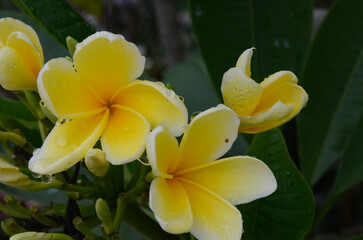 Raindrops on the petals of a frangipani blossom