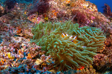 A couple of great barrier reef anemonefish in sea anemone
