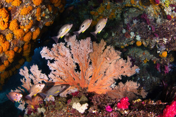 fan coral and small school of snapper at the entrance into an underwater cave