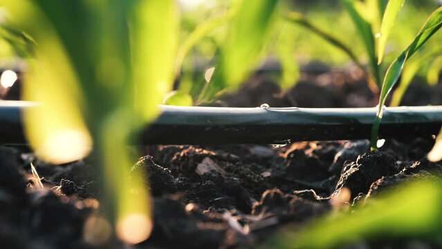 slow motion water drips into soil from drip tape, agriculture drip irrigation system in corn plantation, agricultural technology and saving water