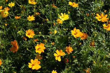 Yellow Cosmos And A Warm Orange Cosmos Background