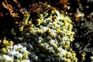 Naklejka na ściany i meble mosses with frost