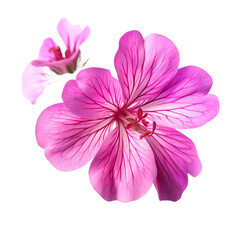 Gorgeous geranium hybrid blossoming isolated on transparent background