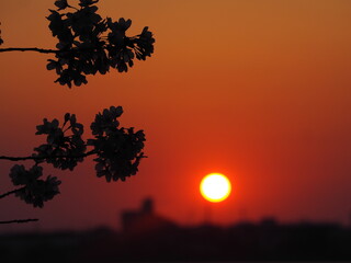 夕焼け空と桜