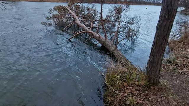 the tree fell into the water and lies on the surface. Scots pine whose roots were crushed by the waves. foresters will have to pull out with a winch. trees