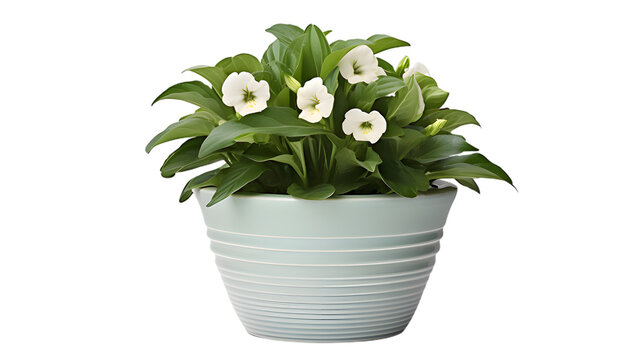white flower in a pot 