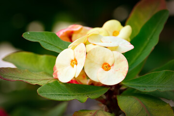 Bunch of white and pink flowers of Crown of thorns with leaves.