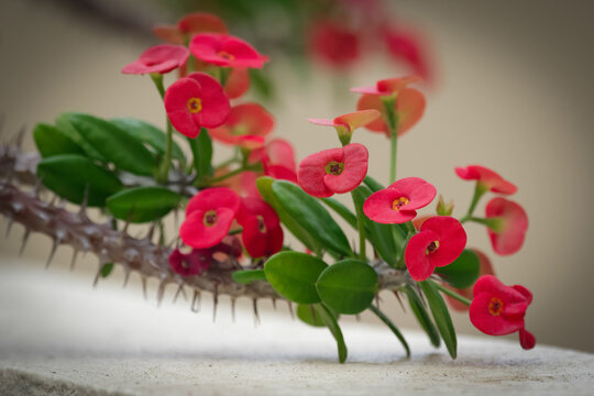 Christ thorns little red flowers on the prickly branch.