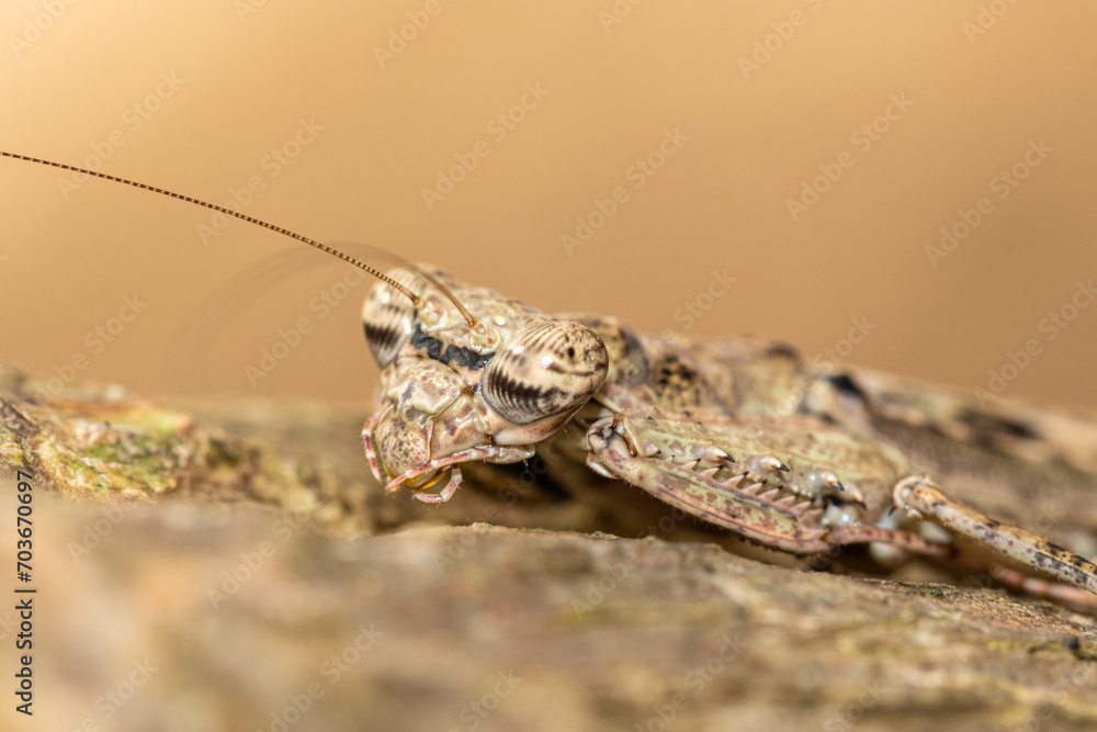 Poster praying mantis camouflages itself to match the texture of tree bark.