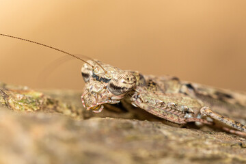 Praying mantis camouflages itself to match the texture of tree bark.