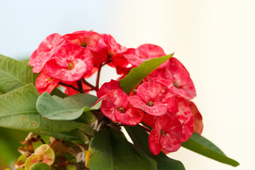 Bunch of pink flowers of Christ thorn on the branch with leaves.
