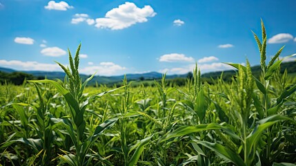 Obraz premium Large corn field, landscape agriculture, sky green field agricultural corn fields, Generative AI