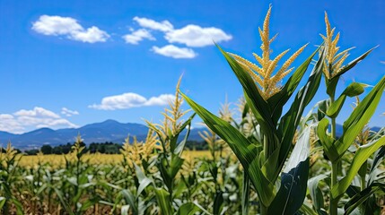 Large corn field, landscape agriculture, sky green field agricultural corn fields, Generative AI