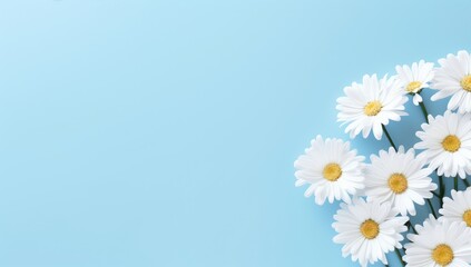 Spring daisies on blue background with a line of white daisies with copyspace area background