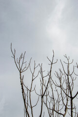 Fototapeta na wymiar tree silhouette against the sky in the forest