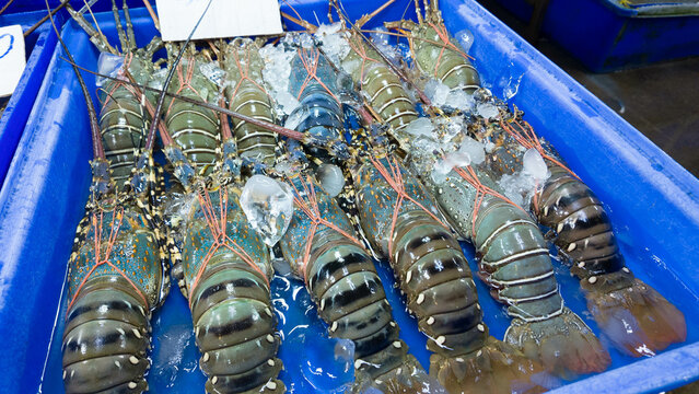 seafood robster meal delicious meat shrimp fish dinner disk lobster prawn crab emblem summer invitation agricultural crayfish store vacation festival beach lunch restaurant gourmet cooking grill eater