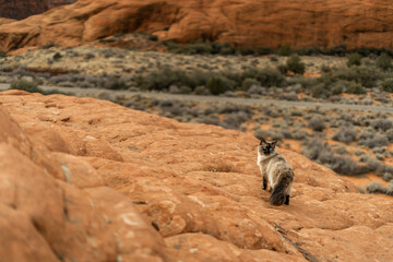 Cat Waiting to be Followed on Adventure