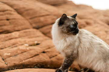 Cat in Desert Empty Space Good Background