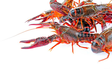Lobster on a white background