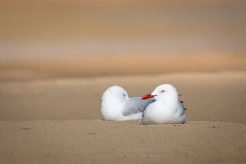 Two seagulls dozing in the sun on the beach on the East coast of Australia.