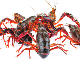Lobster on a white background