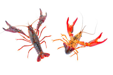 Lobster on a white background