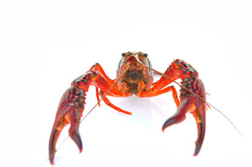 Lobster on a white background
