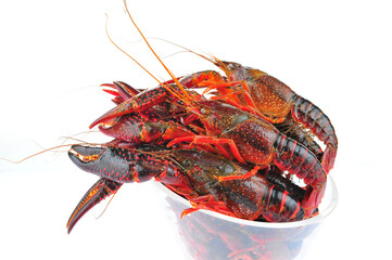 Lobster on a white background