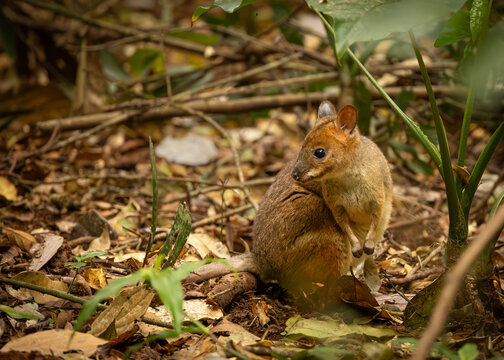 A Pademelon, a small kangaroo, looking around in the tropical rainforest floor on the Atherton Table lands in Queensland, Australia.