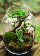 Tiny jar plant 