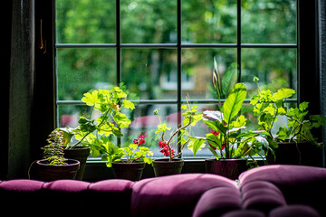 window garden with plants spilling over the sill and into the room