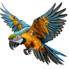 Deurstickers Beautifully yellow and blue parrot macaw bird isolated on a transparent background © Atchariya63