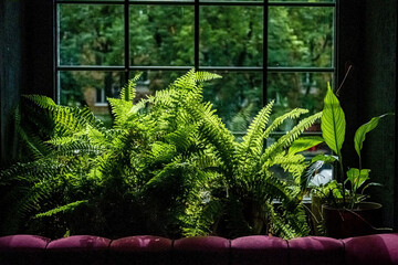 window garden with plants spilling over the sill and into the room